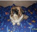 Фотография в Домашние животные Вязка собак СРОЧНО! девочка пекинес арлекино очень красивая в Выкса 4 000