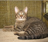 Фото в Домашние животные Отдам даром Отдам котёнка 4 месяца (кошечка) в добрые в Набережных Челнах 0
