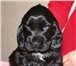 Продаются щенки русского спаниеля, Щенки родились 30, 06, 10 г, Содержание вольерное, Цвет черный, с 65833  фото в Челябинске