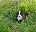 Породистые щенки бернского зенненхунда 1145838 Бернская пастушья собака фото в Жуков