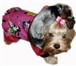 Изображение в Домашние животные Товары для животных Одежда для собак всех пород URBAN DOGS высокого в Москве 0