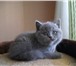 Продам Котят шотландские в Хабаровске: Все эти котята относятся к одной прекрасной породе Шотланд 68817  фото в Хабаровске