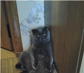 Изображение в Домашние животные Услуги для животных Отличный шотландский кот (вислоухий) - приглашает в Новороссийске 0