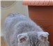 Продам котенка 409304 Скоттиш фолд фото в Саратове