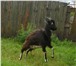 Фото в Домашние животные Другие животные Козлу 7 месяцев, коза младше на 2 недели. в Брянске 6 000