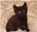 Три чёрных чудесных котёнка хозяев заботливых ждут 3700897 Другая порода фото в Москве