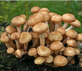 Фотография в Домашние животные Растения Высокоурожайная грибница (зерновой мицелий) в Астрахани 1 850