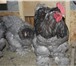 Фотография в Домашние животные Птички Цыплята мясо яичной породы Кохинхины голубые в Екатеринбурге 250