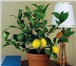Foto в Домашние животные Растения куплю комнатное дерево лимона,привитое,плодоносящее в Саратове 0