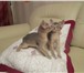 Прекрасные абиссинские котята 3711789 Абиссинская фото в Москве