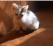 Изображение в Домашние животные Отдам даром Добрые котята ,любят по играться ,приученные в Тамбове 0