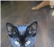 Фото в  Отдам даром-приму в дар Два воспитанных, абсолютно черных котика в Сочи 0