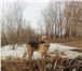 Фотография в Домашние животные Вязка собак Кобель восточно-европейской овчарки ищет в Красноярске 10