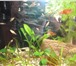 Фото в Домашние животные Рыбки Продам мальков золотых велифер. Количество в Магнитогорске 40