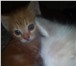 Изображение в Домашние животные Отдам даром Отдам двух котят . Первый мальчик(цвет рыжий) в Тольятти 0