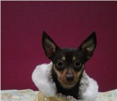 Фото в Домашние животные Вязка собак ищю кобеля для вязки для той терьера,документы в Красноярске 0