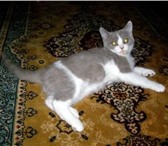 Котенок редкого биколорного окраса – лиловый с белым 4 5мес, , 100% чемпион, Набитая шерсть, кр 69673  фото в Екатеринбурге