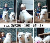 Яркие белоснежные собачки 4941107 Самоедская лайка фото в Тотьма
