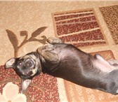 Изображение в Домашние животные Вязка собак мальчик 2.5г 5кг. ищет девочку в Челябинске 1 000