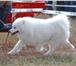 Изображение в Домашние животные Вязка собак Antey Loudestar Rey ( Антей Свет Полярной в Самаре 25 000