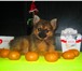 Foto в Домашние животные Стрижка собак Продаётся щенок один мальчик, окрас: соболинный, в Краснодаре 10 000