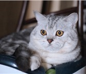 Фотография в Домашние животные Вязка Приглашаем Вашу кошечку к нашим котикам. в Москве 15 000