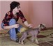 Фото в Домашние животные Услуги для животных Кинологический клуб  Гранд  приглашает:на в Санкт-Петербурге 350
