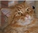 Foto в Домашние животные Вязка Красавец кот породы мейн-кун (окрас - красный в Ульяновске 0