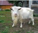 Foto в Домашние животные Другие животные продам козочку и козлика 7 месячные (01.05.15) в Казани 5 000