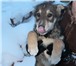 Фото в Домашние животные Отдам даром Четыре смышленых щенка, три мальчика и одна в Томске 0