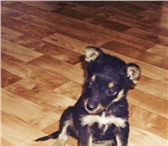 Фотография в Домашние животные Приму в дар Девочка 1,5 месяца, метис немецкого пинчера. в Краснодаре 0