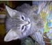 Фотография в Домашние животные Отдам даром Отдам очаровательных котят в добрые руки в Тамбове 0