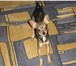 Foto в Домашние животные Вязка собак Русский той с родословной приглашает девочек в Магнитогорске 1 500