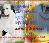 Щенки Американского бульдога 2235467 Американский бульдог фото в Екатеринбурге