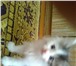 Фото в Домашние животные Отдам даром Отдам милого сибирского котёночка, очень в Кирове 0