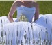 Фотография в Одежда и обувь Свадебные платья Продам классическое свадебное платье в хорошем в Ярославле 8 000