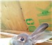 Фото в Домашние животные Грызуны кролики породы фландер(от2х месяцев).Рекс(от1,5 в Челябинске 1 000