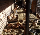 Фото в Прочее,  разное Разное Продам яйцо куриное, экологически чистое, в Тольятти 10