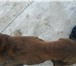 Изображение в Домашние животные Найденные В декабре 2013 найдена собака,породы лабрадор в Чите 0