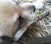 Изображение в Домашние животные Приму в дар Срочно Отдам в добрые руки щенка 2 месяца в Белгороде 0