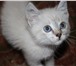 Котёнок даром 3471425 Другая порода фото в Новокузнецке