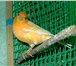 Изображение в Домашние животные Птички Продам в Северске молодых канареек.Окрас в Томске 600