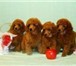Продаются щенки красного той и миниатюрного пуделя от титулованных производителей с отличной родо 66448  фото в Москве
