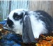 Фото в Домашние животные Грызуны Продажа кроликов элитных пород в УрФО: Ризены, в Екатеринбурге 1 000