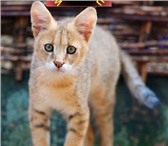 Продаются котята камышового кота из питомника, 2439672 Чаузи фото в Санкт-Петербурге