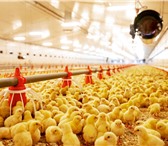 Фото в Работа Вакансии Требуются Разнорабочие на Птицефабрику НИЖНИЙ в Москве 105 000