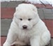 Белые щенки Алабай медвежьего типа 929174 Среднеазиатская овчарка фото в Москве