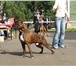 Фото в Домашние животные Вязка собак предлагаю для вязки кобеля породы немецкий в Москве 1 000