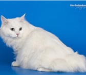 Изображение в Домашние животные Вязка Белоснежный котик породы Курильский бобтейл, в Химки 5 000