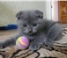 Предлагаю шотландских котят с отличной родословной от клубных родителей, Все котята на момент прода 68853  фото в Ростове-на-Дону